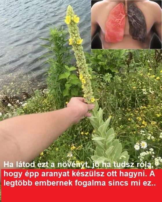 ezanoveny5869697202624 n