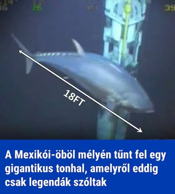 A Mexikói-öböl mélyén tűnt fel egy gigantikus tonhal, amelyről eddig csak legendák szóltak